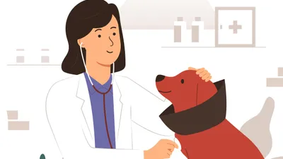 One Year of Veterinary Relief: Pros and Cons